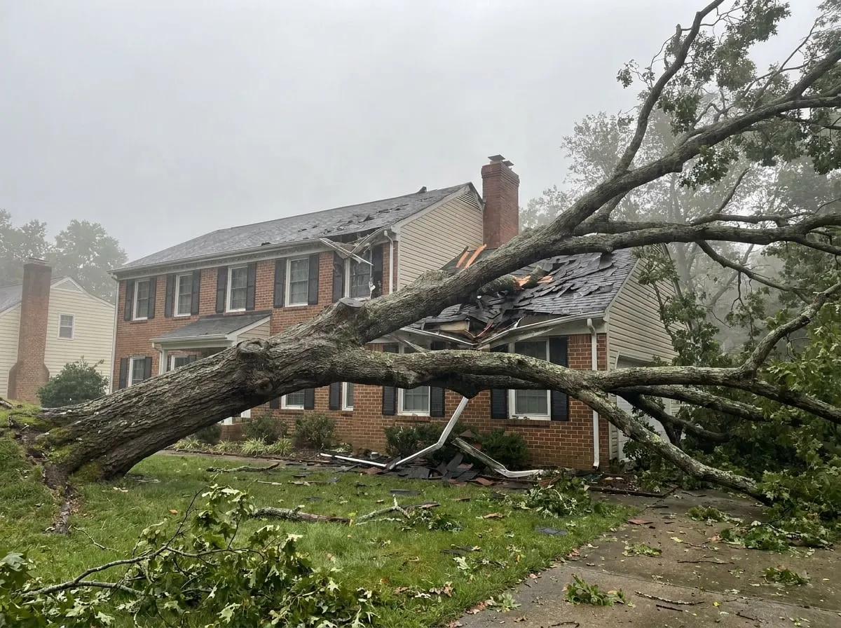 Oak tree fallen across the roof of a two-story home